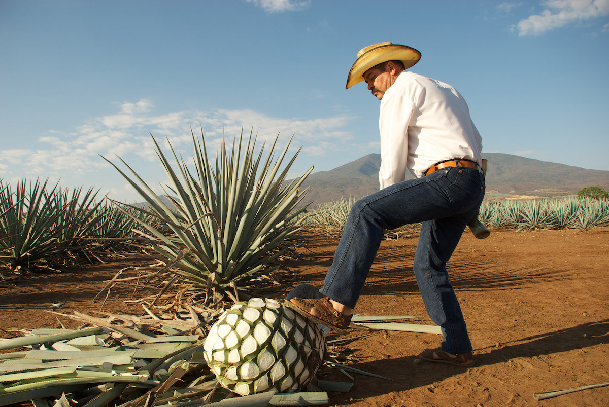 Precio del agave enfrenta a productores y tequileros