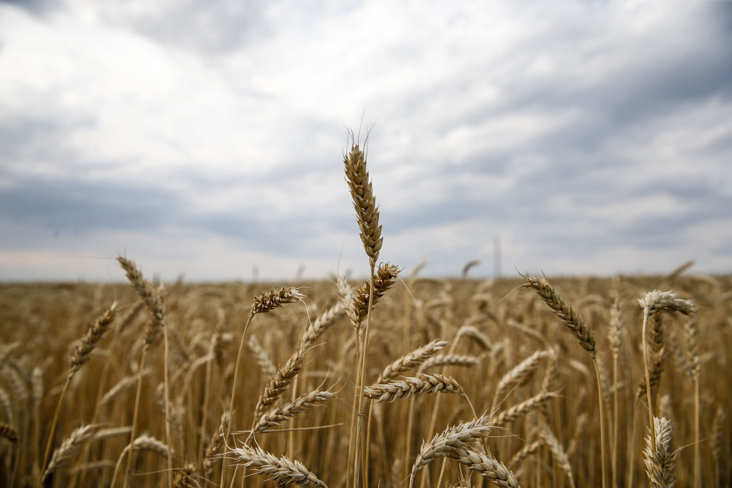 La base de referencia de los precios mundiales de los alimentos cae en marzo por 12º mes consecutivo