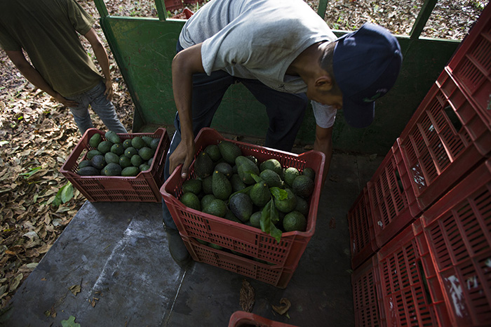 Prevén formalizar a 62 mil trabajadores para blindar la industria del aguacate del TMEC