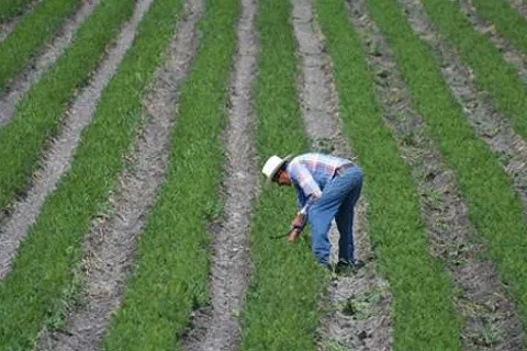 Ejidos y comunidades agrarias poseen 60% de la tierra necesaria para el crecimiento urbano 