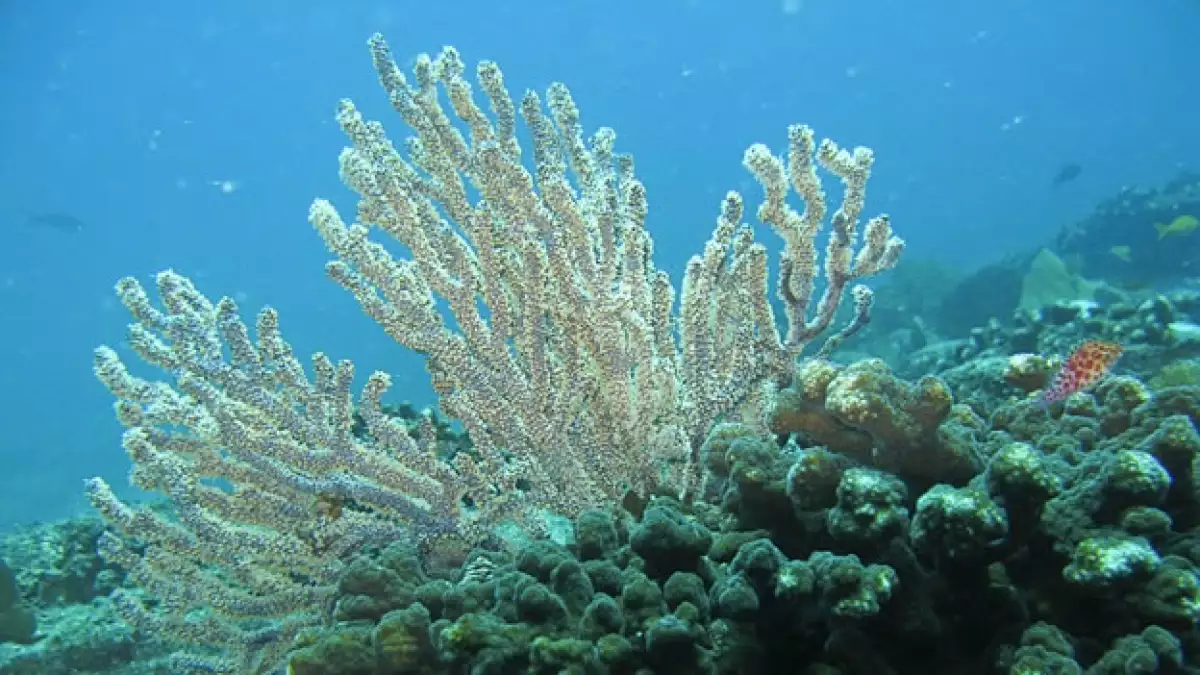 Mar de Cortés, una región amenazada por el cambio climático que urgen rescatar