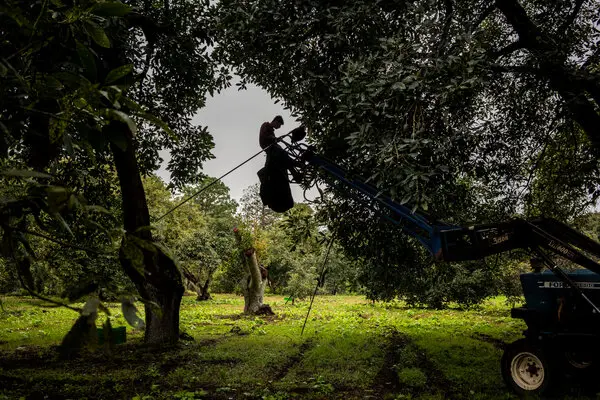 A los estadounidenses les encantan los aguacates. Está acabando con los bosques de México.