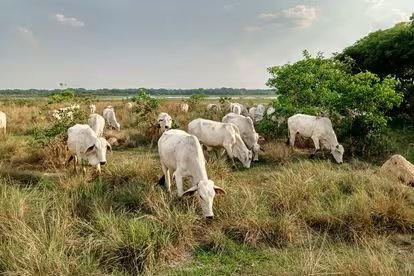 ‘Carne sostenible’: la apuesta boliviana frente a la ganadería que dispara la deforestación