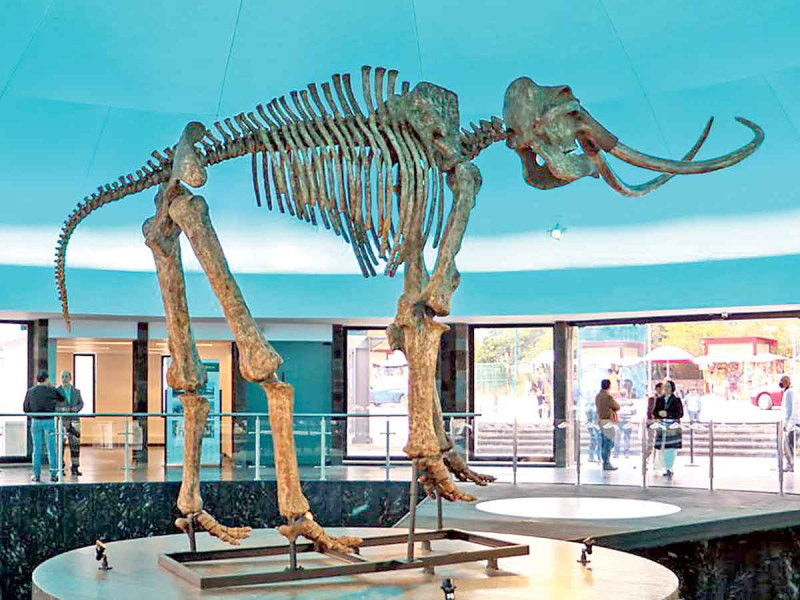 Entre meteoritos y mamuts; reinauguran tres salas del Museo de Historia Natural