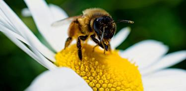 Las flores silvestres prescinden cada vez más de los insectos polinizadores