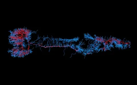 El cerebro tiene su propia wifi: comunicaciones inalámbricas del sistema nervioso