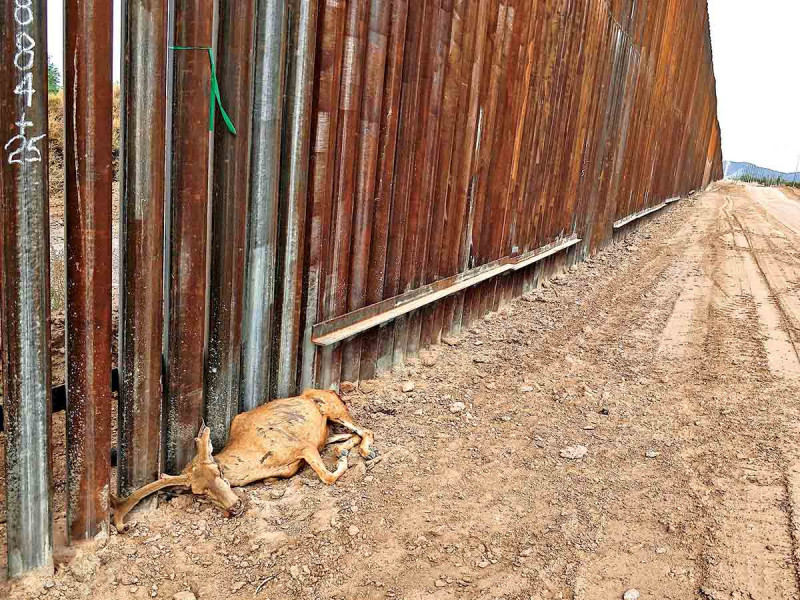 Hasta el último aliento, vida silvestre resiste muro en la frontera