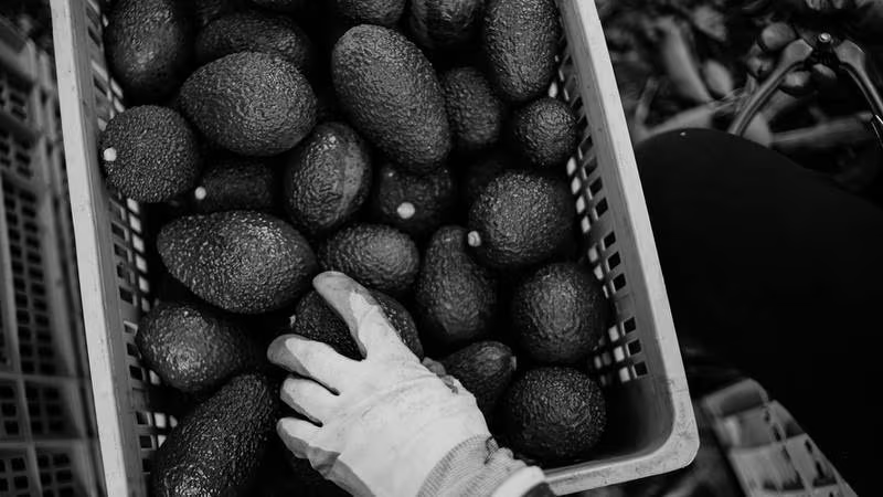 ‘Oro verde’ se ‘pudre’ en 2023: Exportación de aguacate tuvo su peor desempeño en 13 años