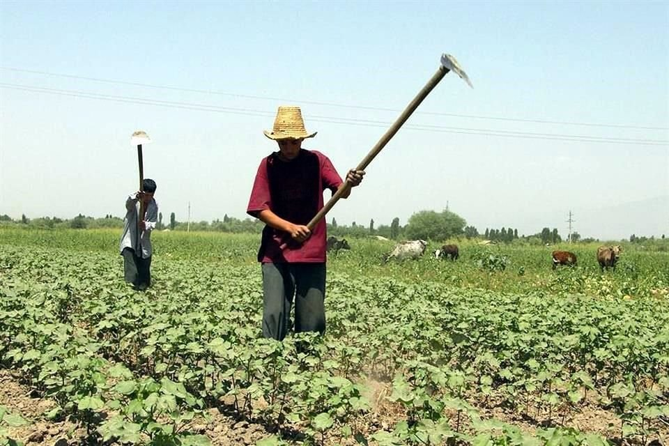 Llaman a no deforestar para zonas agrícolas