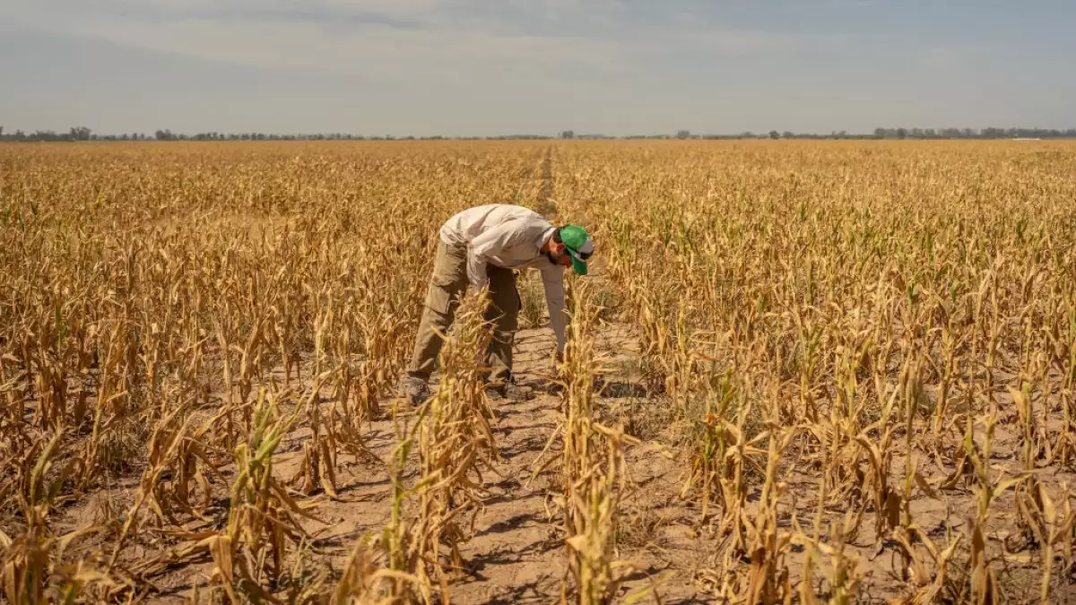 El cambio climático acentuará el alza de precios de los alimentos