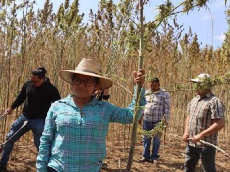 Cosechan en Oaxaca primer cultivo experimental de cannabis para uso industrial