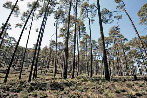 Estafan a productores con bonos de carbono: organismo de la ONU