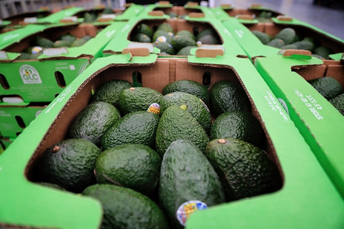 No se comprará aguacate de huertas ilegales: embajador de EU