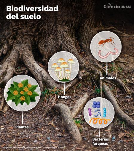 Elaboran Atlas de la Biodiversidad del Suelo mexicano