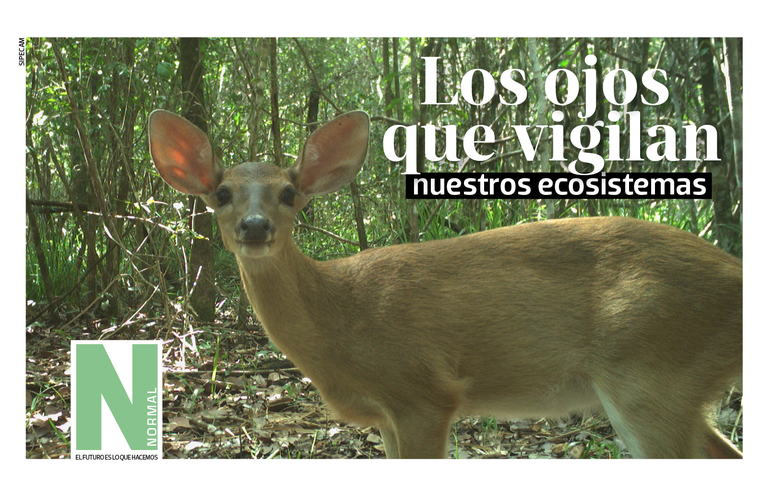 Estos son los ojos que vigilan nuestros ecosistemas