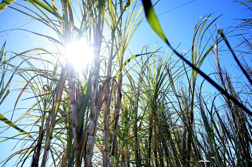 Azucareros EE.UU. apuntan a México ante escrutinio importaciones