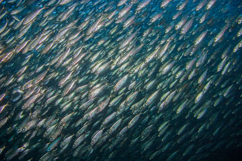 El saqueo de las sardinas: Un legado indeseable