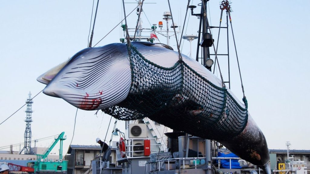 El nuevo y enorme ‘barco nodriza’ ballenero que Japón espera reavive una industria encontracción