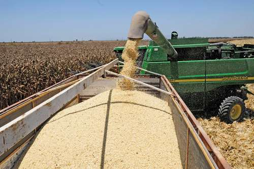 Carece de sustento la prohibición de México al maíz transgénico: EU