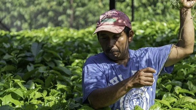Sequía pone en riesgo al 90% de los cultivos de café en el sur de México