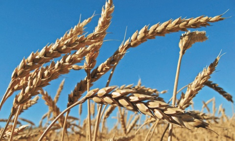 China autoriza el primer trigo modificado genéticamente