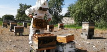 INIFAP mejora genética de abejas locales Para disminuir presencia de africanizadas