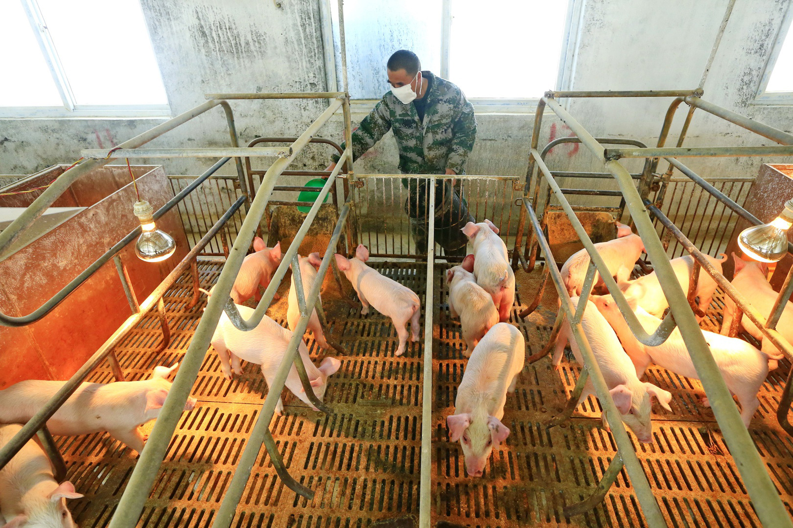 China lanza investigación antidumping sobre carne de cerdo de UE