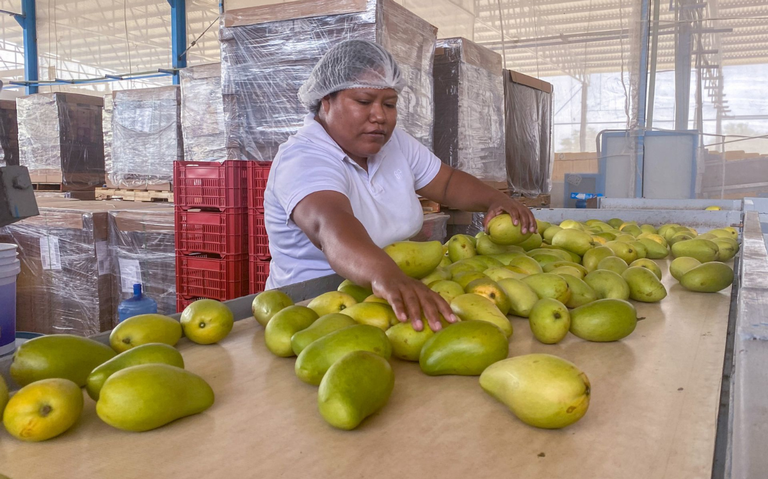 Importación de mango de Michoacán a EU también fue suspendida por agresión a inspectores