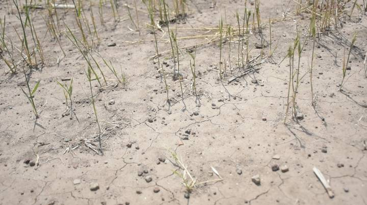 Urgen nuevos escenarios de producción de trigo ante cambio climático: CIMMYT