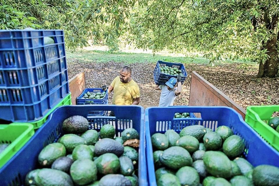 Medidas de EU contra aguacate no son el modito.- AMLO