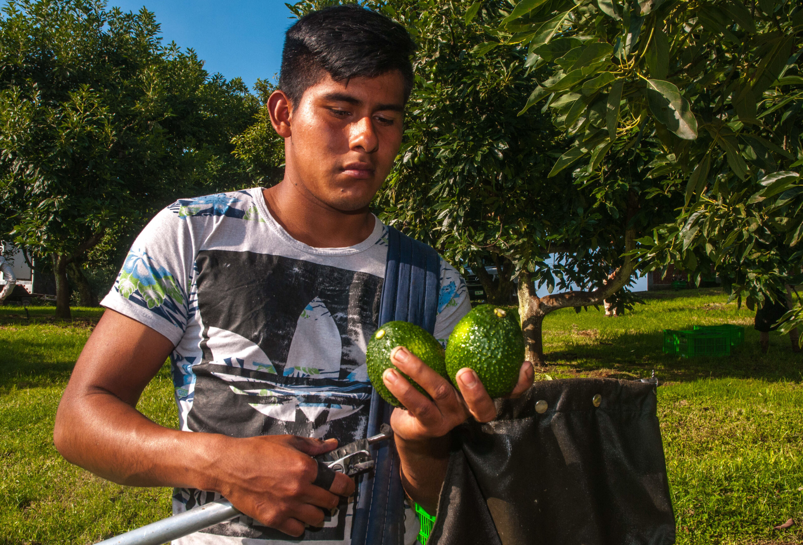 Dentro de las milicias anti-aguacate de México