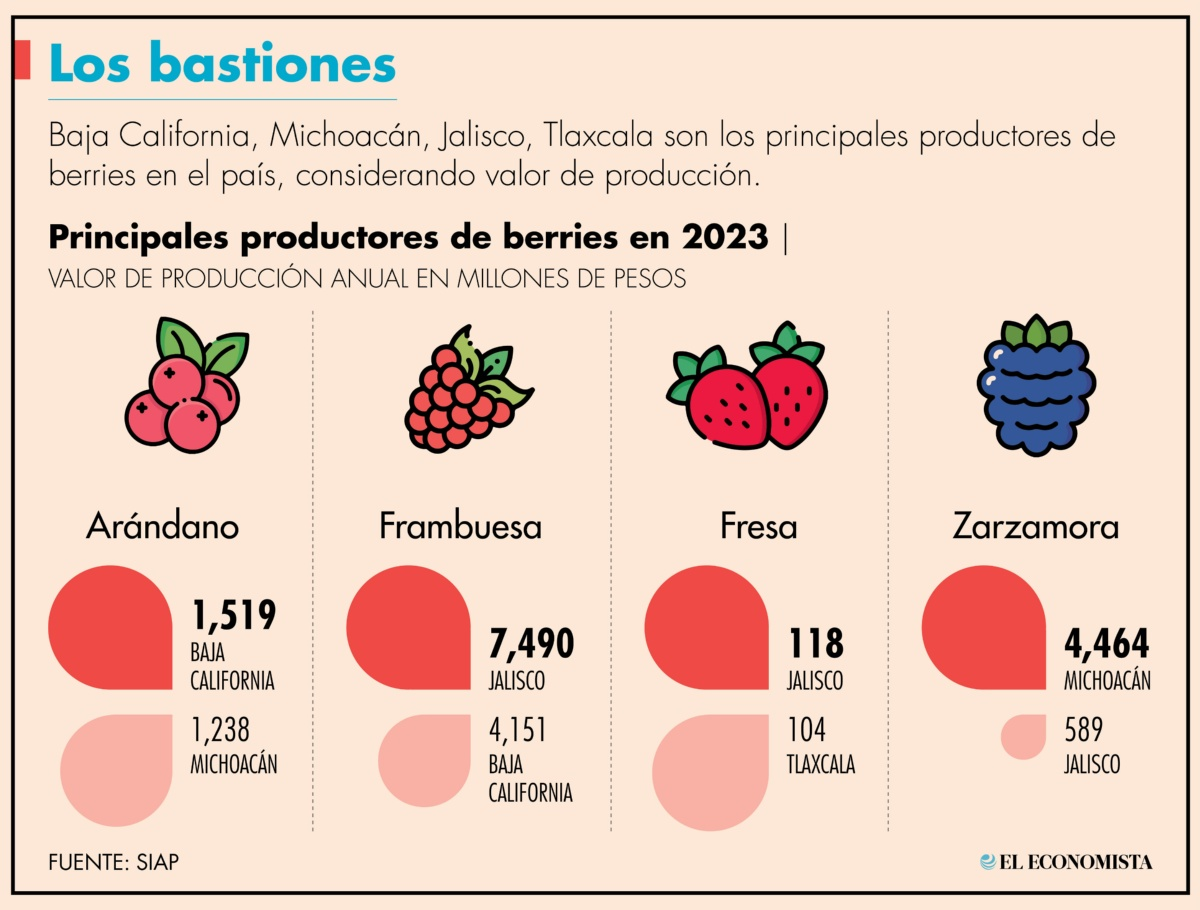 Exportaciones de berries se desploman 20%