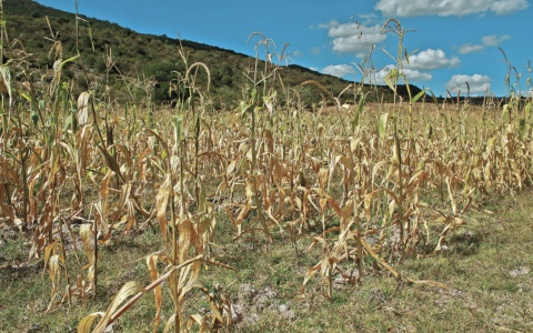 Producción de maíz blanco de México caería 9% en 2024 por la sequía