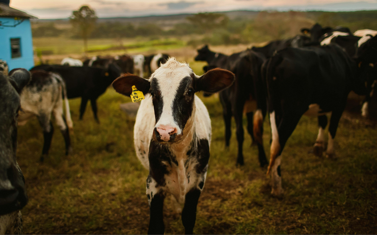 Eco-Milk, una leche más amigable con el planeta