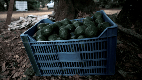 Fiebre del “oro verde” del aguacate vincula a empresas de EU con deforestación en huertos de Michoacán