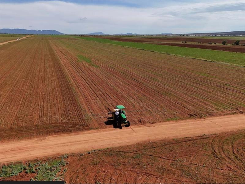 Frijol de EU germina en cocinas mexicanas; sequía afectó, en gran parte, la producción