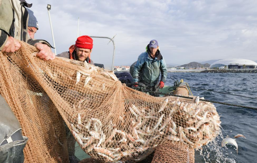 El calentamiento global reducirá las poblaciones de peces mundiales entre un 10% y un 40%