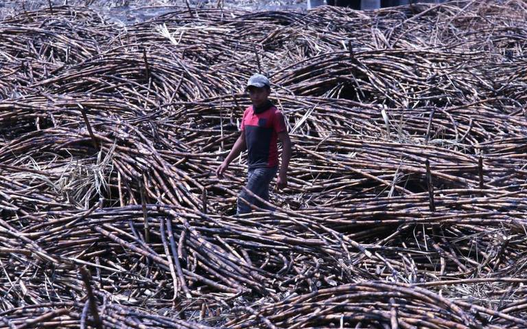 Publican en el DOF NOM-038 que limita el trabajo infantil en el sector agropecuario