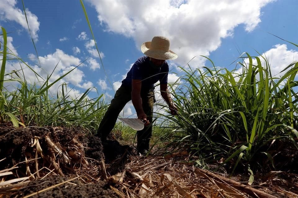 Se rezaga producción de alimentos