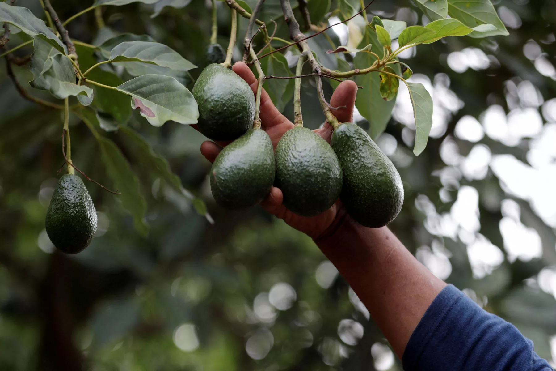 EU pide “implementación rigurosa” de plan de certificación de aguacate de México