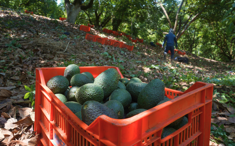 Al menos 60% de huertos de aguacate son ilegales