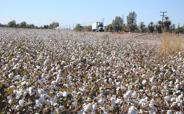   ¿Algodón transgénico? Productores de Sonora evalúan su cultivo para lidiar con las plagas