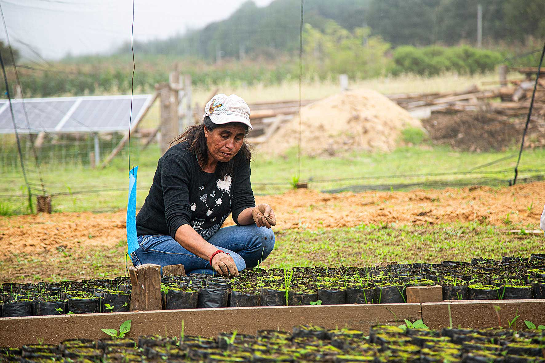 Adversidades climáticas y delincuencia merman beneficios del programa Sembrando Vida: Coneval