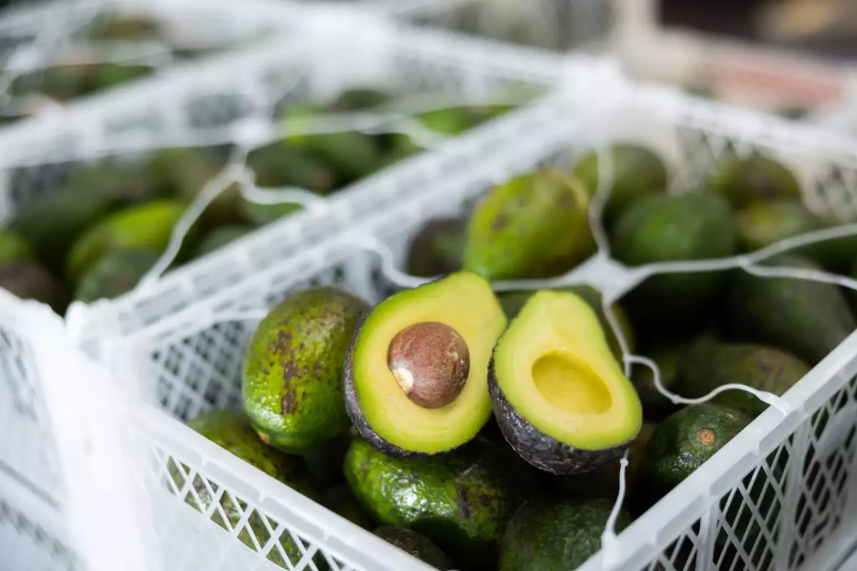 México y EU acuerdan que Sader supervise el aguacate para exportación