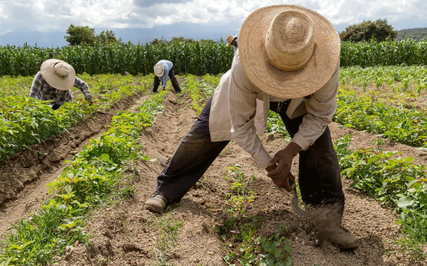 Presentan ‘Cosechando Soberanía’ para lograr la autosuficiencia alimentaria