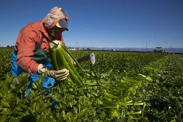 El 94% de las y los jornaleros no cuenta con contrato laboral