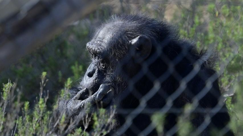 Científicos ponen en entredicho la “paradoja del mono sabio”