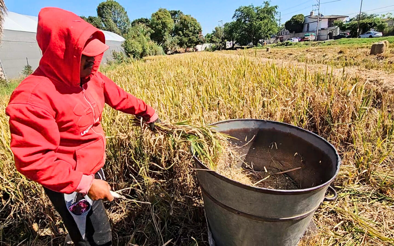 Autosuficiencia alimentaria queda cada vez más lejos, advierte Coneval