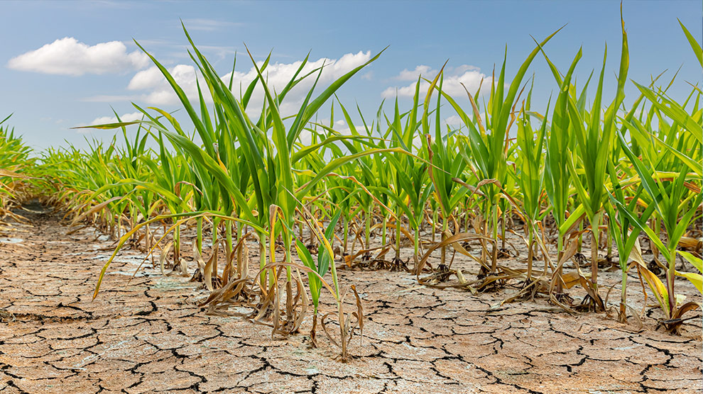 Cae la producción agrícola y la sequía no da tregua, alertan