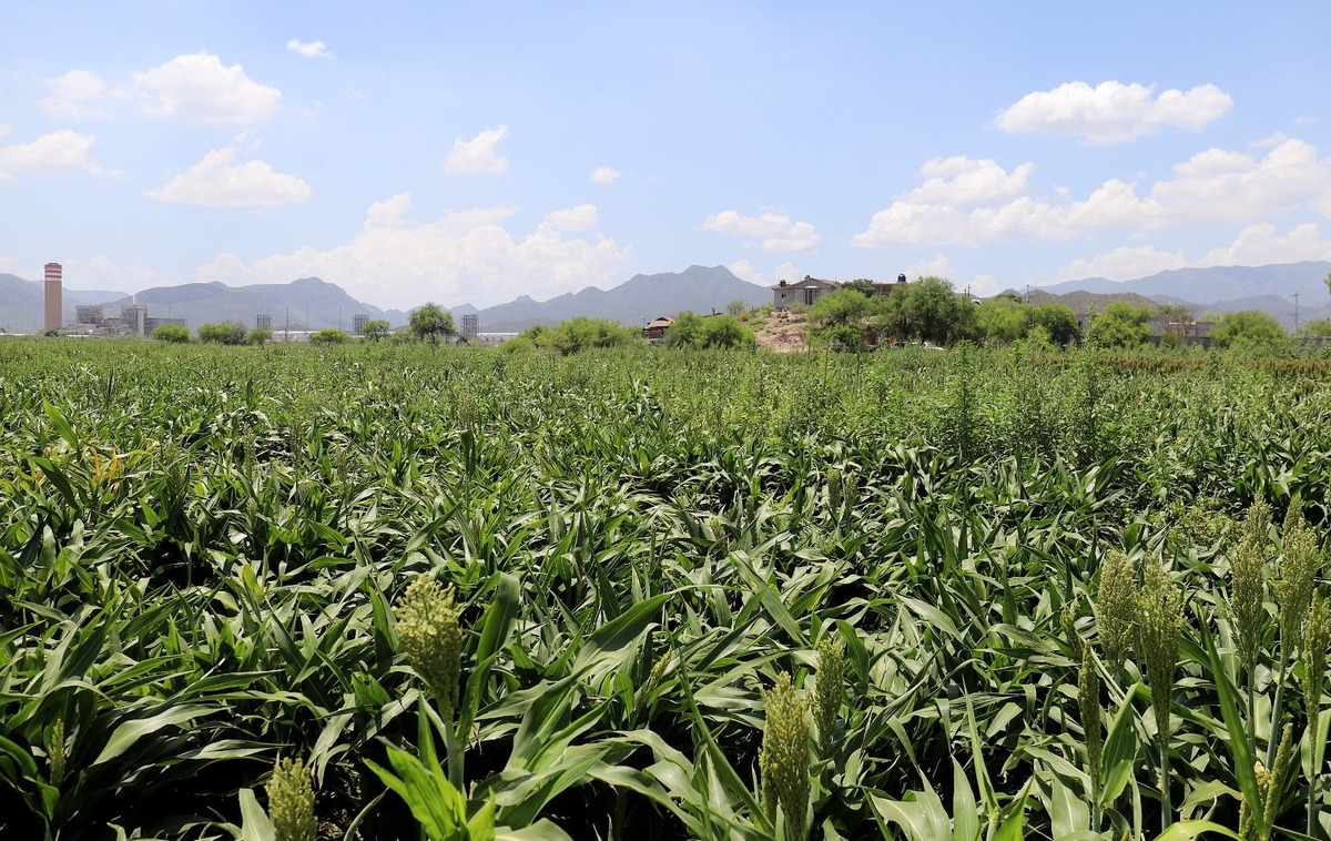 Cayó la producción del campo por segundo año consecutivo